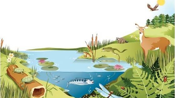 pack cover image