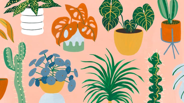 pack cover image